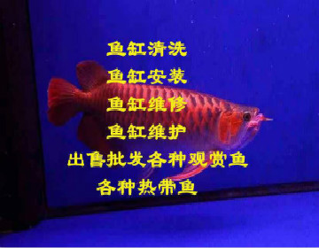 海峰水族——鱼缸清洗