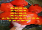 海峰水族——鱼缸定做